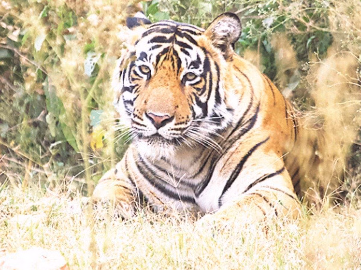Tại Sundarbans Bangladesh, sự gia tăng đột biến của các hiện tượng thời tiết khắc nghiệt và thảm thực vật thay đổi sẽ làm giảm dân số hổ Bengal nhiều hơn nữa, nghiên cứu mới cho thấy.