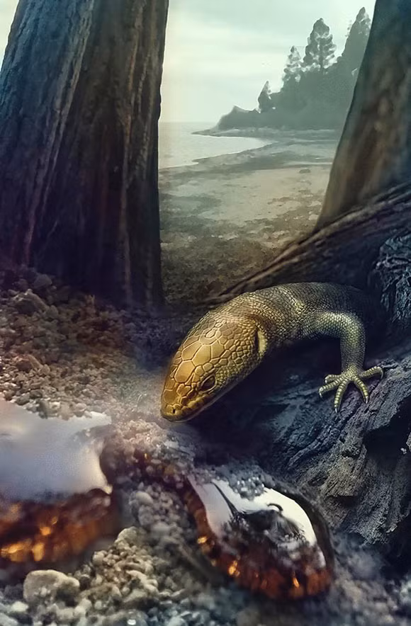 Giáo sư Aaron Bauer của Đại học Villanova cho biết: “Mảnh hổ phách chứa một con thằn lằn Retinosaurus hkamtiensis con non được bảo quản tốt đã được khai quật phát hiện từ Quận Hkamti ở Patabum, gần các mỏ ngọc ở lưu vực phía bắc Myanmar”.