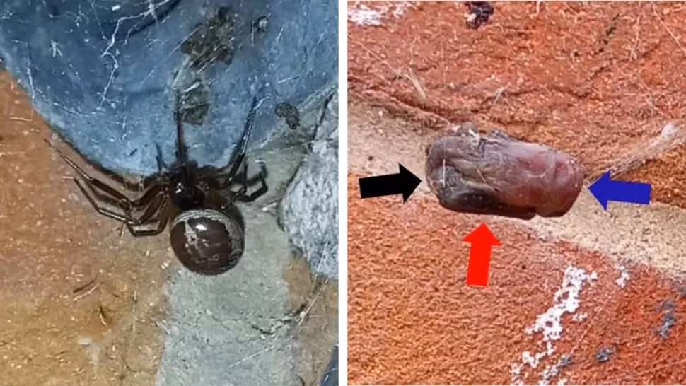 Nọc độc của S. nobilis là một chất độc thần kinh mạnh, mang một số độc tố tương tự như nọc độc của những con nhện Latrodectus.