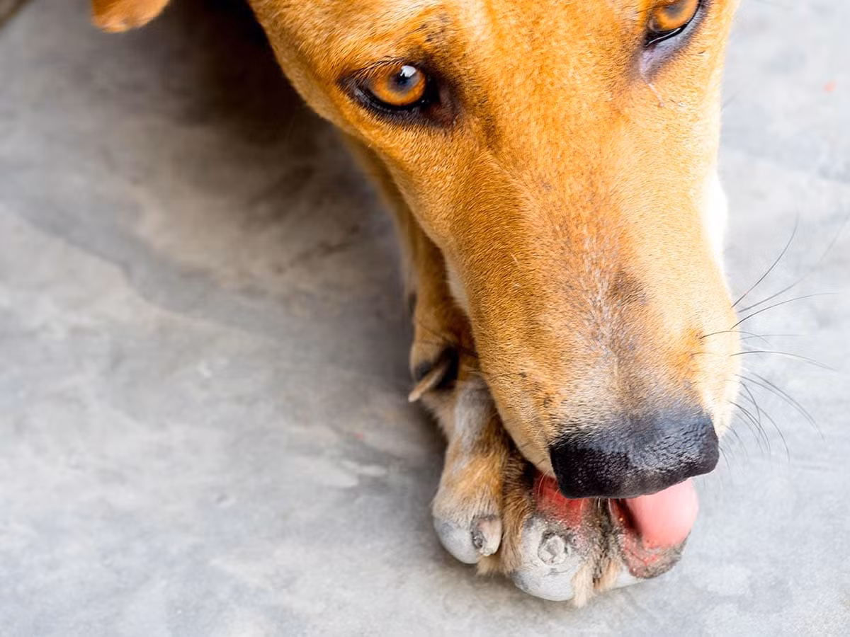 Ví dụ, nước bọt của chó có hiệu quả trong việc tiêu diệt vi khuẩn Streptococcus canis- một dạng vi khuẩn liên cầu chủ yếu lây nhiễm cho động vật và vi khuẩn E. coli theo một nghiên cứu năm 1990 do Hart đồng viết và được công bố trên tạp chí Physiology &amp; Behavior.