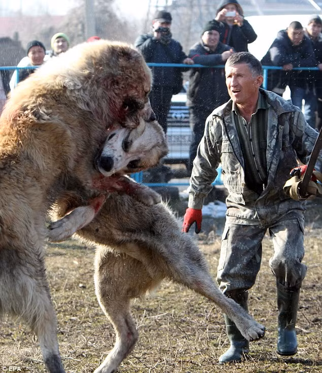 Những trận chọi chó kinh hoàng này diễn ra ở thủ đô Bishkek của Kyrgyzstan khiến nhiều người phẫn nộ, cũng khiến nhiều nhà hoạt động vì quyền lợi động vật ra sức kêu gọi phản đối.