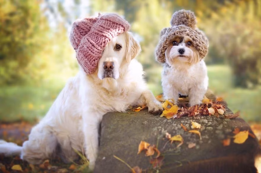 Cuộc sống yên bình, tràn ngập niềm vui của Mali và các bạn của mình khiến nhiều người ghen tị và ngưỡng mộ.