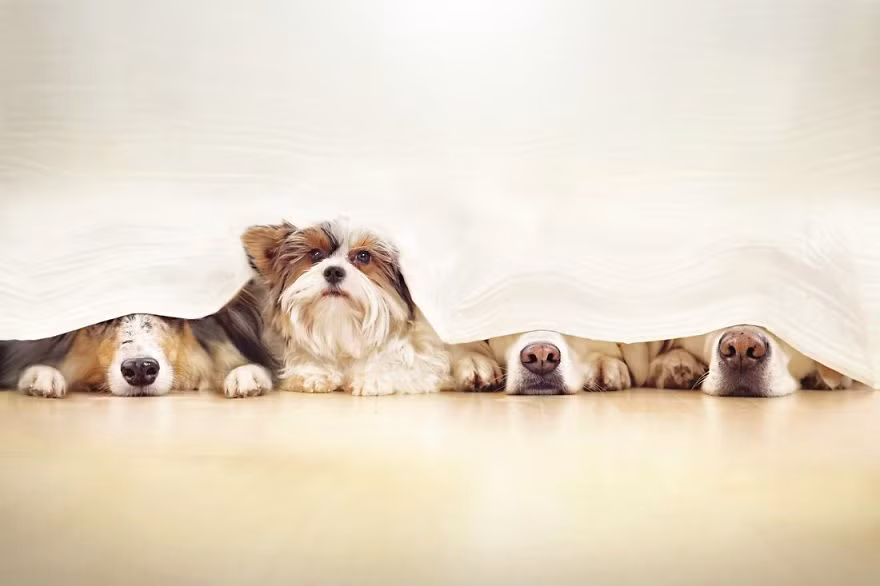 Cùng nhau nghịch ngợm, cùng chơi đùa, cùng nhau nghỉ ngơi, Mali và các bạn luôn có cách khiến cuộc sống trở nên màu sắc và hạnh phúc.