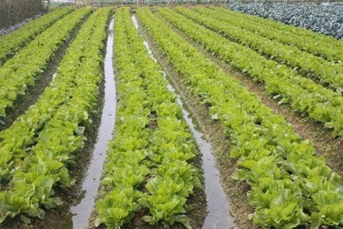 Nguời dân trông chờ vào ruộng rau cải cải bẹ đang chuẩn bị được thu hoạch và bán ra thị trường với giá từ 3.000 – 5.000 đồng/kg