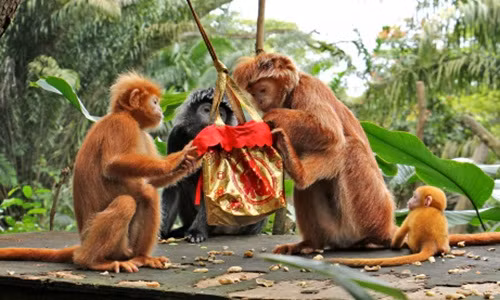 Rất nhiều chiếc túi may mắn được treo khắp khu vực sinh sống của các loài khỉ. Loài khỉ rất thông minh, sau khi những chiếc túi được treo lên một thời gian ngắn, chúng đã phát hiện đó là những túi quà là không ngần ngại sử dụng.
