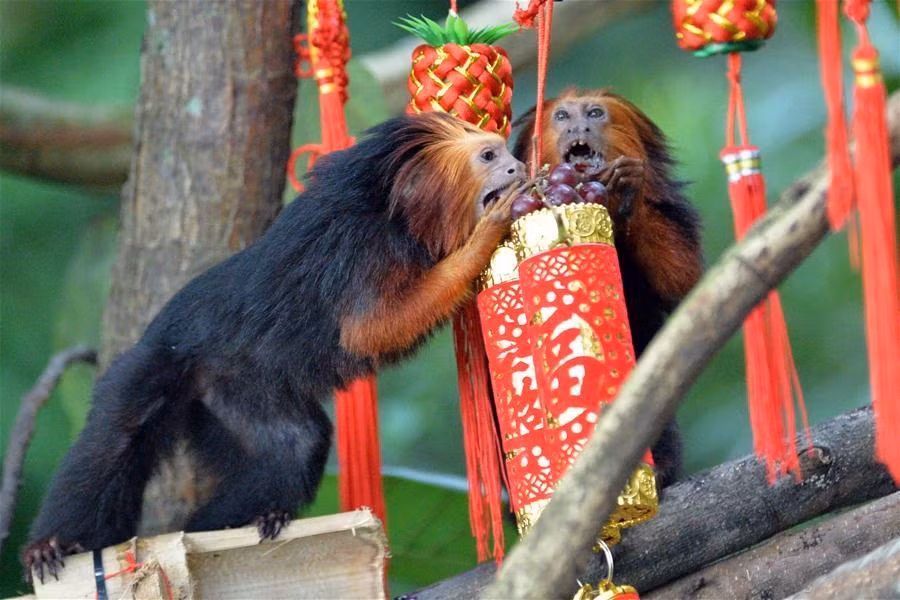 Trong ảnh là một cặp đôi khỉ Leontopithecus chrysomelas quý hiếm đang chia nhau những trái nho thơm ngọt.