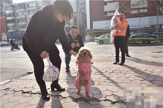 Tuy đã được đưa tới bệnh viện thú cưng kịp thời và ông Trần cũng sẵn sàng chi 5000 tệ (khoảng hơn 17 triệu) chữa trị cho Barbie nhưng cuối cùng cô chó cũng phải chấp nhận bị cắt mất chân trái trước.
