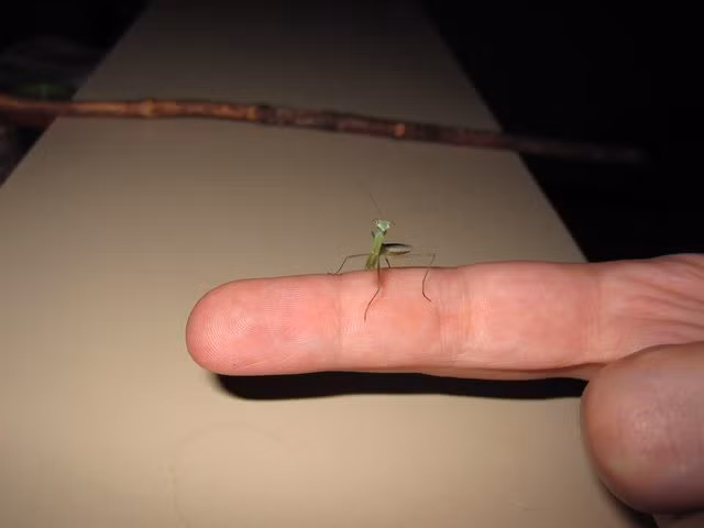 Lúc Bug còn nhỏ, Brownham mua những thức ăn chuyên dụng dành cho loài bọ ngựa con để nuôi lớn Bug, mong muốn thú cưng bọ ngựa độc lạ của mình mau chóng trưởng thành, cứng cáp.
