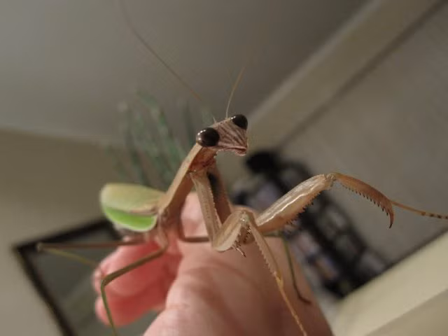Một thời gian sau đó, Bug để lại một ổ trứng của mình và giã từ cõi đời sau 1 tuần đẻ trứng như quy luật của tự nhiên. Tuy vậy, những khoảnh khắc quan trọng nhất, vui vẻ nhất của cuộc đời Bug vẫn luôn được chủ nhân Brownham lưu giữ và nhớ mãi.