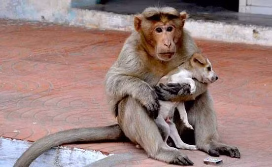 Mới đây, một bà mẹ động vật ở Ấn Độ đã khiến nhiều người cảm động với câu chuyện nhận con nuôi khác loài của mình. Đó là câu chuyện của một con khỉ mẹ hoang dã đã cứu, bảo vệ, nuôi nấng một con chó con mồ côi.