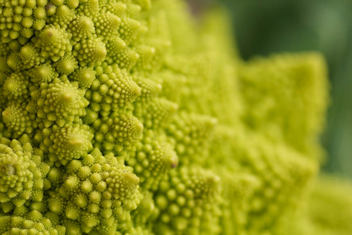 Cận cảnh vẻ đẹp của súp lơ Romanesco, loài thực vật "ngoài hành tinh".