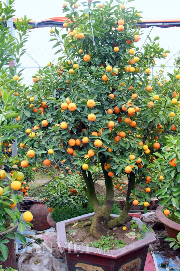 Những cây quất bonsai có giá từ vài triệu đến cả chục triệu được rất nhiều người yêu cây cảnh đặt mua sớm để chưng Tết hay làm quà biếu. Đặc biệt, những cây quất bonsai có thế độc nhất vô nhị thường được chủ vườn cho thuê chơi Tết chứ nhất định không bán.