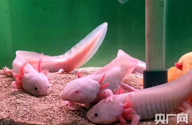 Chính màu sắc rực rỡ của những con cá khủng long này khiến chúng trở nên đáng yêu hơn bao giờ hết.