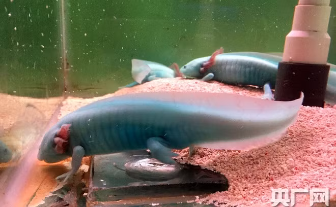 Có tên khoa học là Ambystoma mexicanum, đây là loài kỳ giông duy nhất không thể thoát khỏi hình hài thời thơ ấu, chúng mặc chứng kéo dài tình trạng thời thơ ấu, có quan hệ gần gũi với kỳ giông hổ.