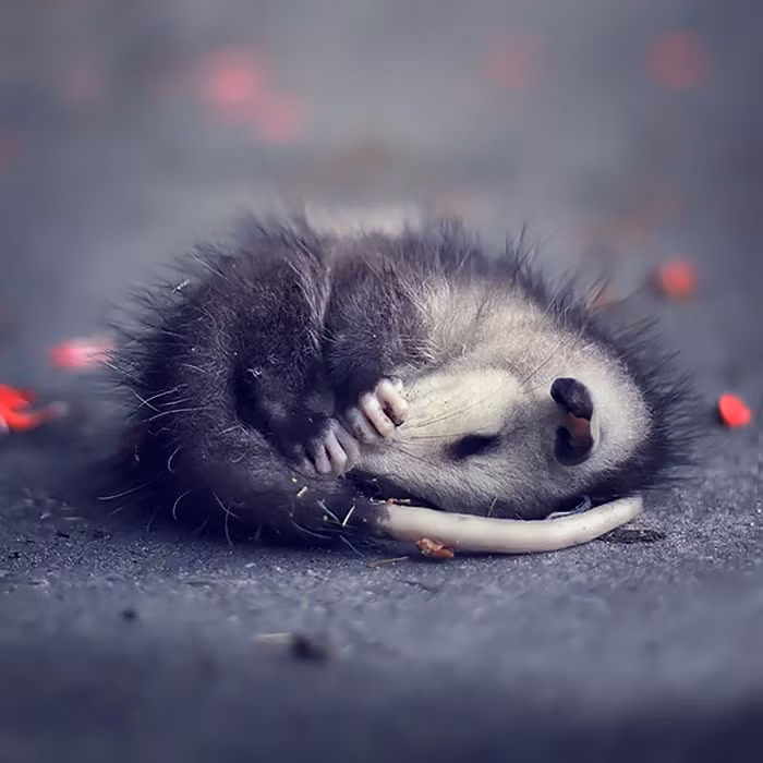 Giấc ngủ trưa an lành của một con thú có túi ôpốt siêu đáng yêu.