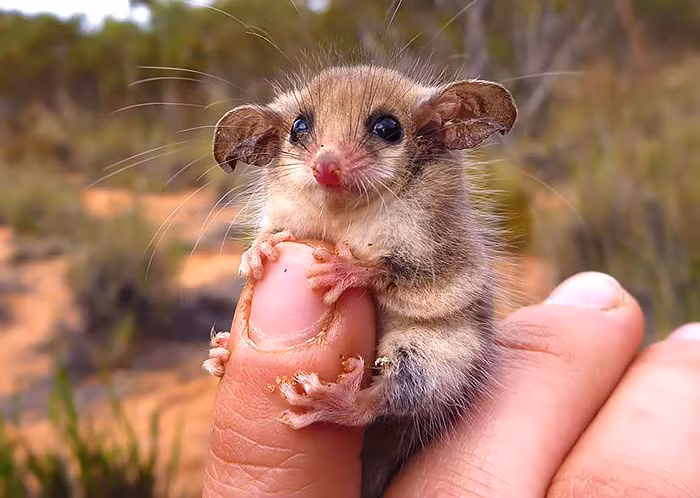 Thú có túi Possums được tìm thấy ở Australia, trong khi thú có túi ôpốt hay còn gọi là chồn Opossum sinh sống ở Mỹ. Hai loài động vật này có ngoại hình tương tự như nhau, chúng đều là những loài thú có túi nhỏ nhắn, đáng yêu.
