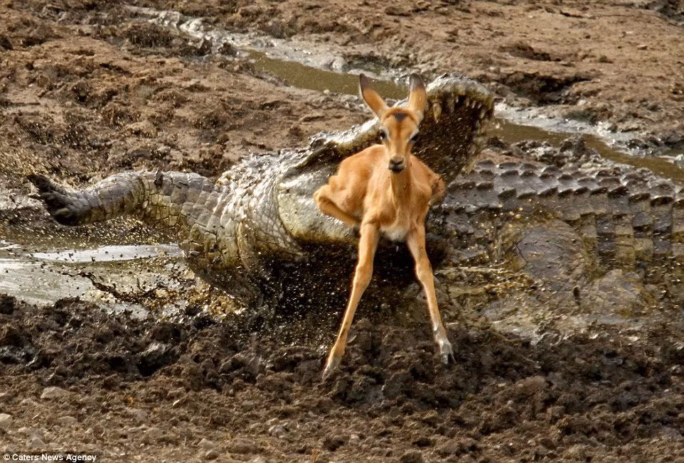 Nó đã tìm được một con linh dương Impala bé, con linh dương có tuổi đời quá nhỏ để hiểu về sự nguy hiểm của cá sấu.