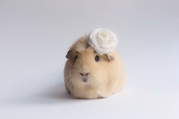 Booboo cũng có một số người bạn cùng loài khác nhưng cô vẫn là "nàng thơ" được nhiếp ảnh gia Lieveheerbeestje yêu thích và cưng chiều nhất.