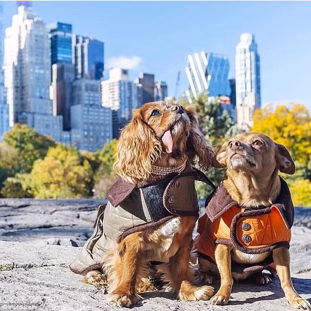 Cách đây không lâu, Finn đã cầu hôn Toast vào một ngày nắng ấm ở công viên trung tâm, thành phố New York, Mỹ.
