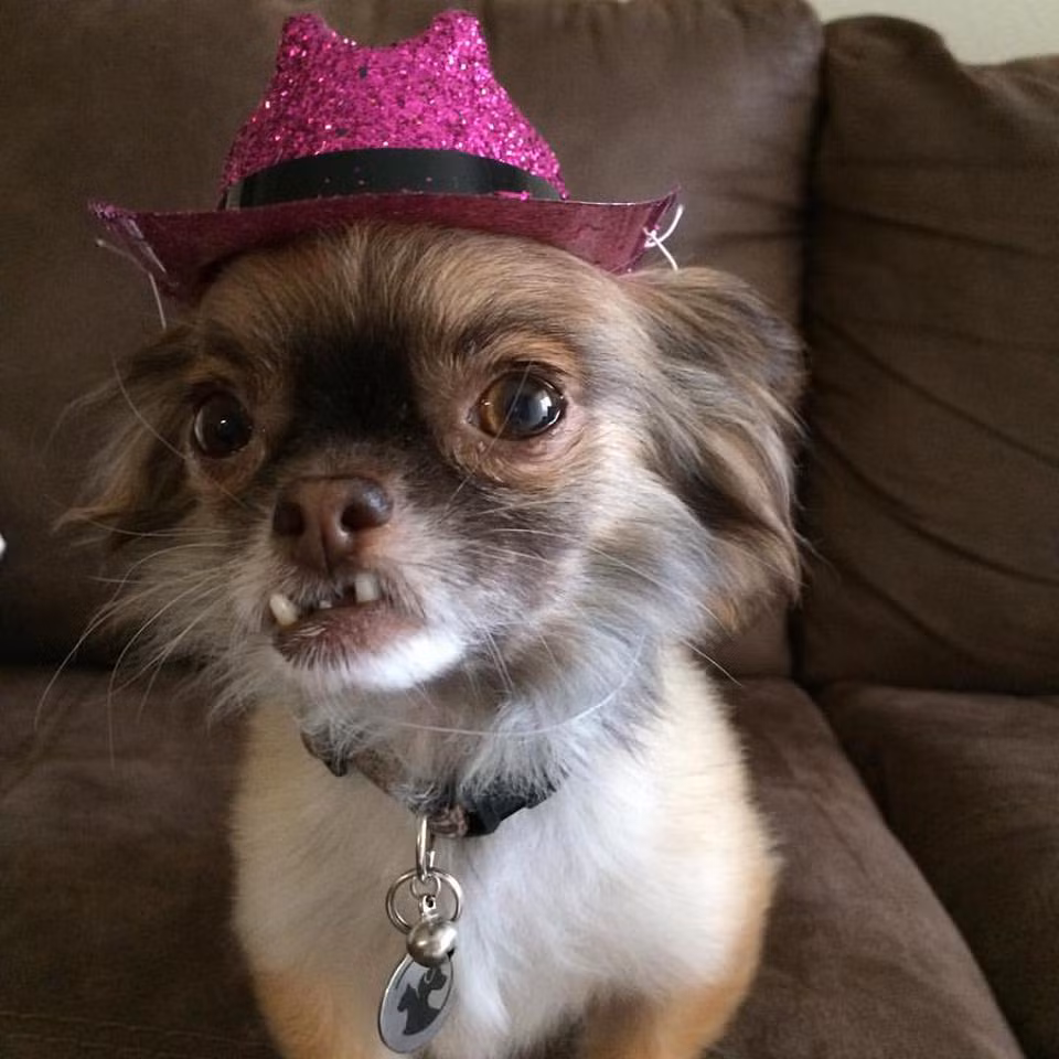 Cuộc đời của Chewie thực sự sang trang mới khi được trung tâm cứu hộ Chiquita Chihuahua Rescue cứu và nuôi nấng, giúp đỡ Chewie có một ngôi nhà đúng nghĩa, được yêu thương, được chăm sóc.