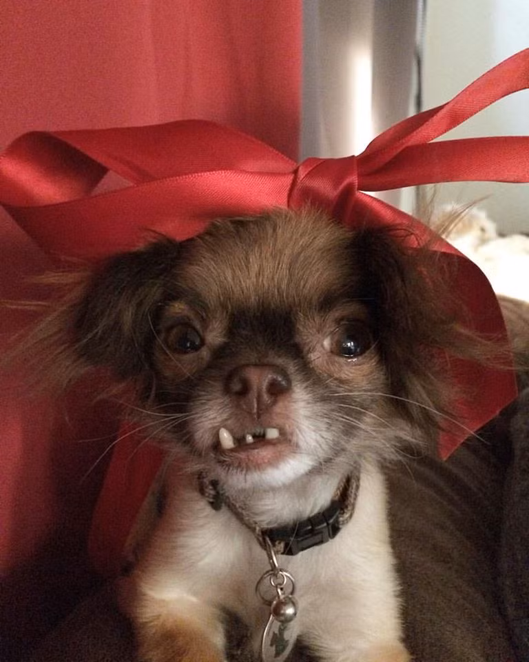 Từ một chú chó lang thang, bị bỏ rơi, hiện Chewie đã là chú chó Chihuahua nổi tiếng, trở thành một trong những "meme" nổi đình nổi đám trong thế giới động vật. (Meme là một biểu tượng, một ý nghĩa, một xu hướng nổi trong cộng đồng mạng được phát tán mạnh mẽ).