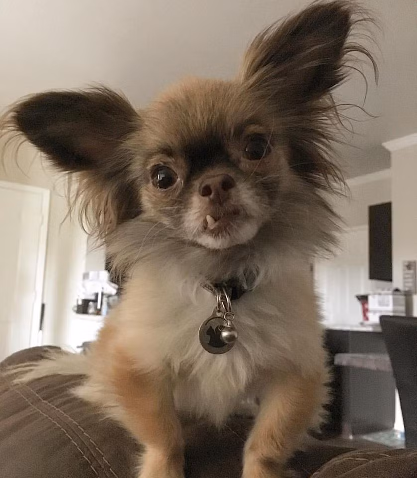 Mọi người cũng không thường giúp đỡ Chewie vì vẻ ngoài khá đáng sợ của chú chó này.