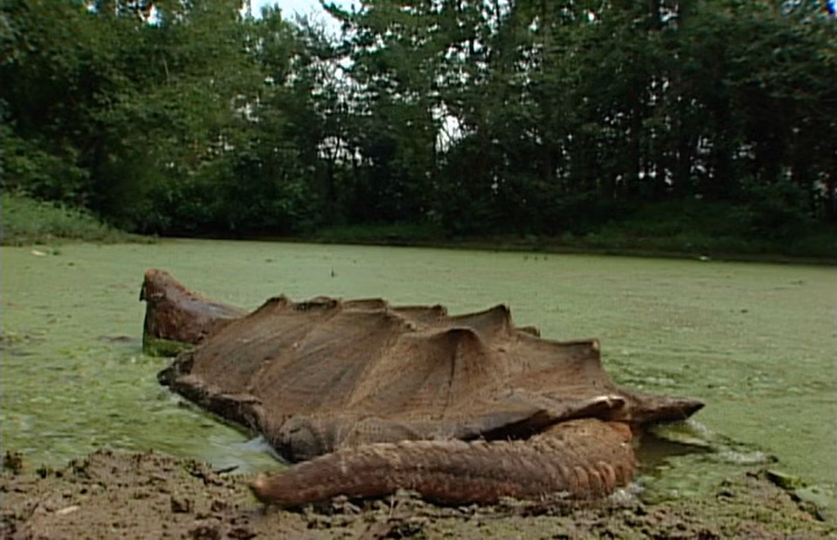 Rùa Cá sấu, tên tiếng Anh là Alligator snapping turtle, tên khoa học là Macrochelys temminckii, là một trong những loài rùa nước ngọt lớn nhất thế giới. Loài rùa này có đầu to, bộ hàm cực khỏe, mai nhiều gai, cùng vẻ hung dữ, nên chúng thường được gọi là "quái thú rùa". Khi trưởng thành, loài rùa này có thể nặng đến 183 kg, dài khoảng 81cm.
