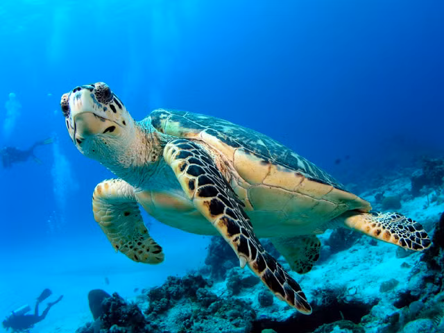 Rùa Đồi mồi, là một loài rùa biển thuộc họ Vích. Đây là loài duy nhất trong chi Eretmochelys, tên tiếng Anh là Hawksbill turtle, tên khoa học là Eretmochelys imbricata. Khi trưởng thành, loài rùa này có thể nặng đến 127kg, dài khoảng 1m.