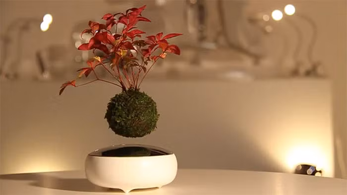 Sáng tạo này ra đời nhờ những cục nam châm. Phần dưới là một bộ phận năng lượng, phần trên được gọi là bóng nổi gọi là "Little Star". Cả hai bộ phận đều được gắn nam châm, lợi dụng từ trường của hai cực đối nghịch nhau của nam châm mà "Little Star" có thể nổi và chứa những cây bonsai lơ lửng.