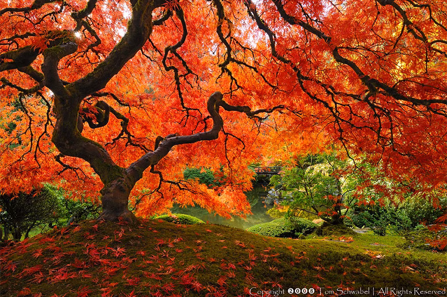3. Cây gỗ thích Nhật Bản đẹp ảo diệu ở Portland, Oregon, Mỹ.