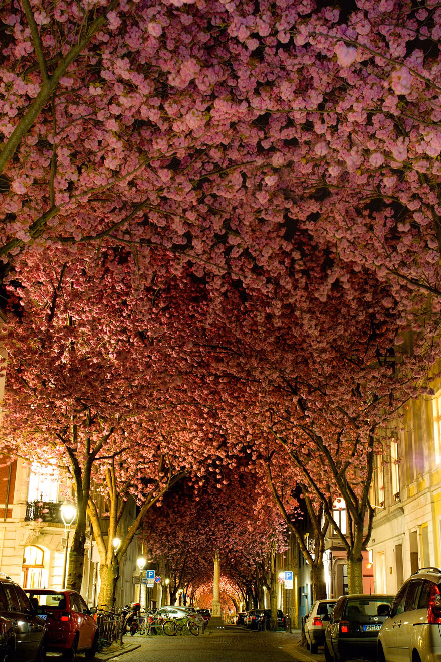6. Hàng cây anh đào hợp tán tạo thành con đường màu hồng, siêu lãng mạn ở Bonn, Đức.