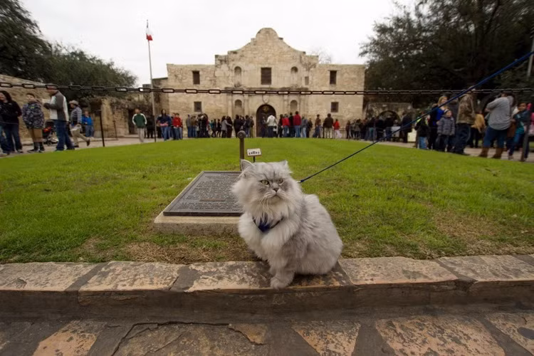 Gandalf làm mặt ngầu khi tham quan một địa điểm nổi tiếng ở Alamo, Texas.