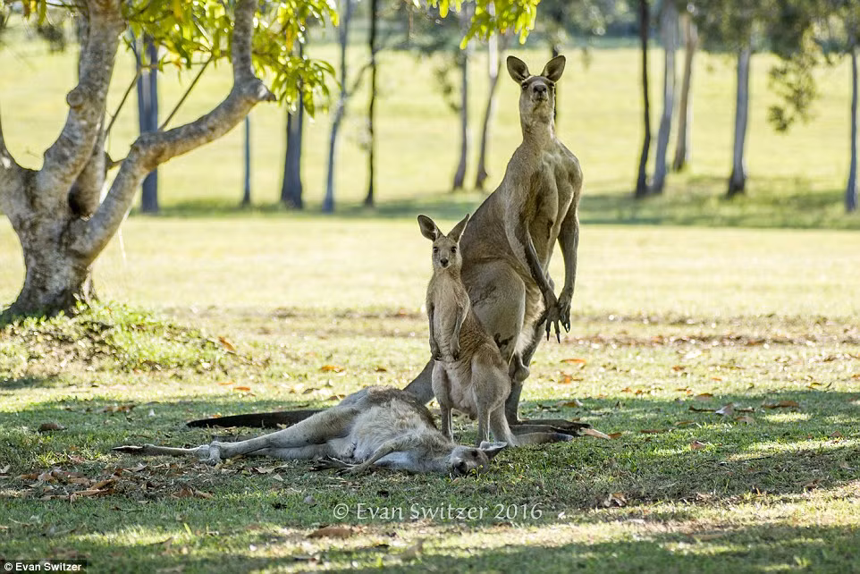 Khi phát hiện nhiếp ảnh gia Evan Switzer cả kangaroo đực và kangaroo con đều dựng thẳng người, cực kỳ cảnh giác. Ngay cả khi những con kangaroo khác tiến đến, con kangaroo đực đau buồn cũng gần như lập tức tiến lên bảo vệ xác của con cái, ngăn không cho bất cứ sự tiếp cận nào tới nơi.