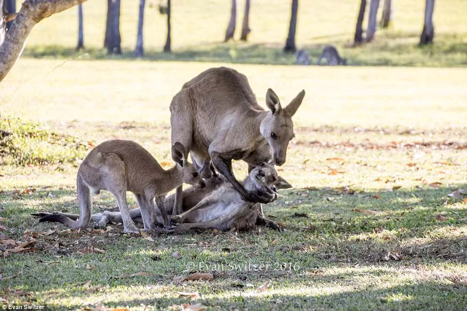 Theo nhiếp ảnh gia Evan Switzer, con kangaroo đực đã ôm đầu của người bạn đời, cố gắng nâng con kangaroo cái dậy, muốn di chuyển cô nhưng không thể, trong khi đó kangaroo con nhẹ nhàng chạm lên mẹ, muốn mẹ cử động, muốn mẹ mở mắt. Bức ảnh như diễn tả một sự đau đớn không lời.