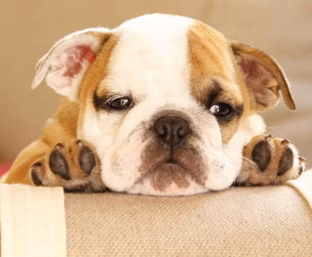 Nhớ mẹ, chú chó bulldog này buồn thiu.