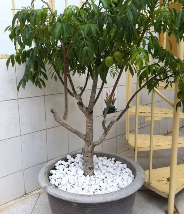 Nha pho dat chat, van co cach trong coc Thai triu qua