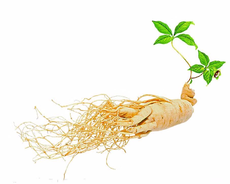 Nhân sâm đẩy mạnh trao đổi chất và giúp cơ thể đốt cháy mỡ nhanh hơn, do đó hỗ trợ giảm cân hiệu quả. Ảnh: wikiduoclieu.