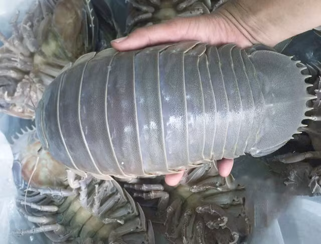Loai hai san menh danh 