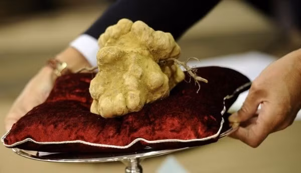 Loại nấm Truffle này được giới nhà giàu trên thế giới rất ưa chuộng và sẵn sàng chi cả “núi tiền” để được thưởng thức món ăn chế biến từ nó. Ảnh: Kiến Thức.