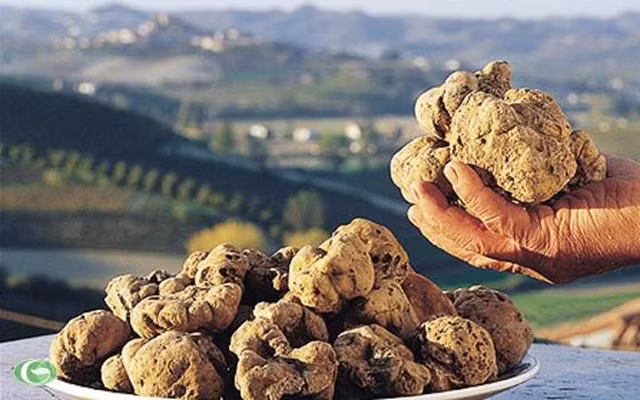 Dù ngoại hình xấu xí nhưng nấm Truffle lại làm thực khách siêu lòng vì hương vị và độ ngon. Ảnh: Báo mới.
