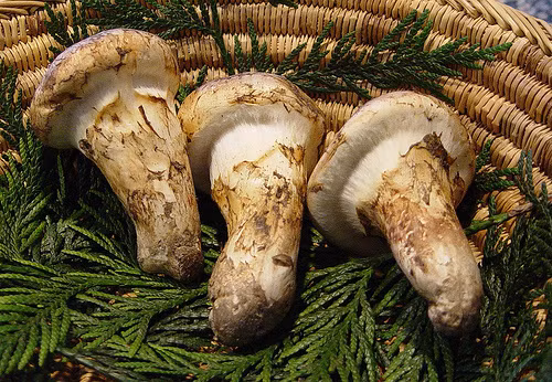 Nấm Matsutake là loại nấm siêu đắt thứ 2 Khỏe Plus 24h muốn giới thiệu. Ảnh: Sống khỏe.