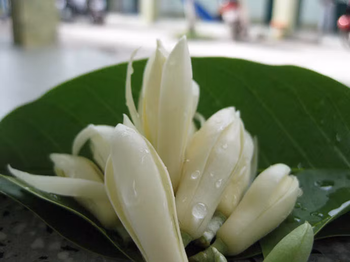 Hoa ngọc lan chữa bệnh: Theo y học cổ truyền, hoa ngọc lan có tính ôn, vị hơi cay, có công năng tiêu đờm, ích phế hòa khí, có thể dung pha trà để uống. Ảnh: Hoa cây cảnh.