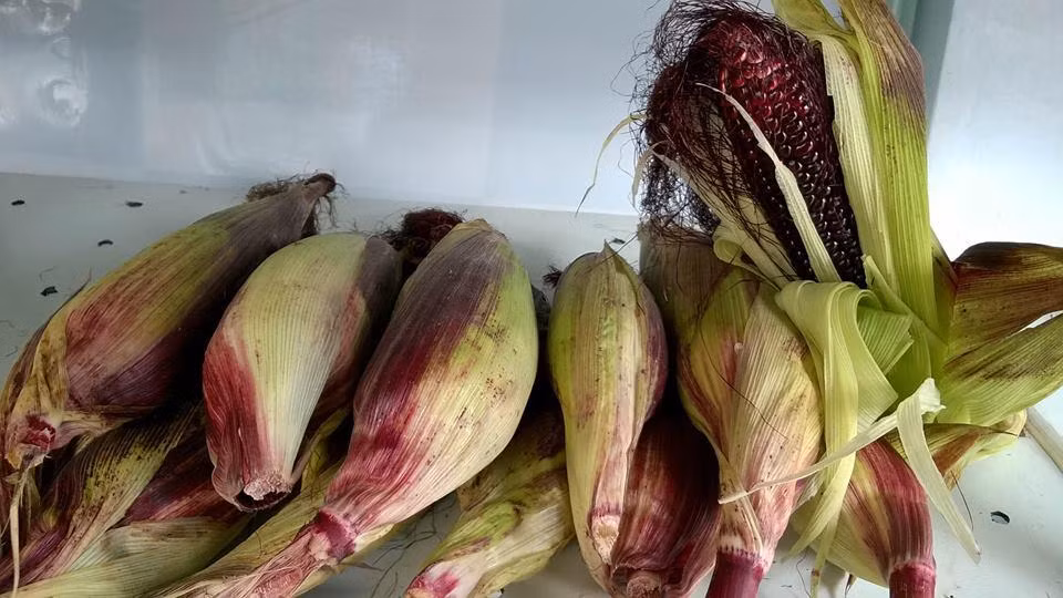 Các chất chống oxy hóa trong ngô tím góp phần ổn định, bảo vệ các mao mạch khắp cơ thể. Nguồn ảnh: SM, Pinterest.