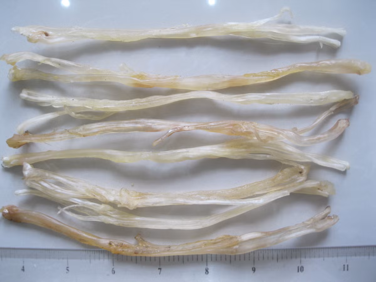 Cuối cùng, bạn có thể sử dụng những món ăn từ gân lợn để cải thiện sức sống làn da và bổ sung collagen cho cơ thể một cách tự nhiên an toàn nhất. Ảnh: Bài thuốc. (Thông tin trong bài viết chỉ mang tính tham khảo, trước khi sử dụng bài thuốc, bạn vui lòng hỏi ý kiến bác sĩ).