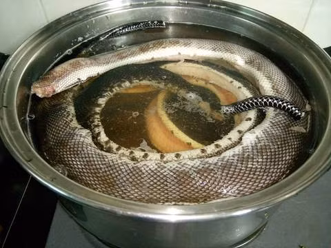 Món rắn luộc nguyên con. Ảnh: Ẩm thực miền Tây. Họ chỉ làm món này thành rắn luộc nguyên con để tiết kiệm thời gian, trong những lúc bận bịu. Khi chế biến rắn luộc nguyên con, đầu tiên, người ta thả con rắn sống vào nước sôi rồi cạo bỏ lớp vảy rắn. Sau bước này, họ tiếp tục mổ bụng rắn dọc từ đầu xuống đến chót đuôi rồi bỏ hết ruột, cắt bỏ phần đầu, hậu môn, chặt bỏ đuôi nhọn của con rắn và rửa sạch máu còn sót lại.