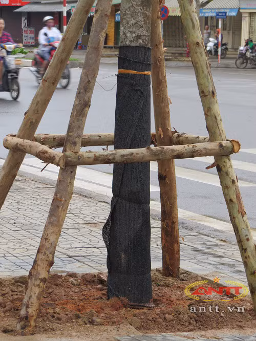 Cây Lát hoa trồng thay cây Mỡ lần này đều là những cây to, khỏe, nhiều lộc non.