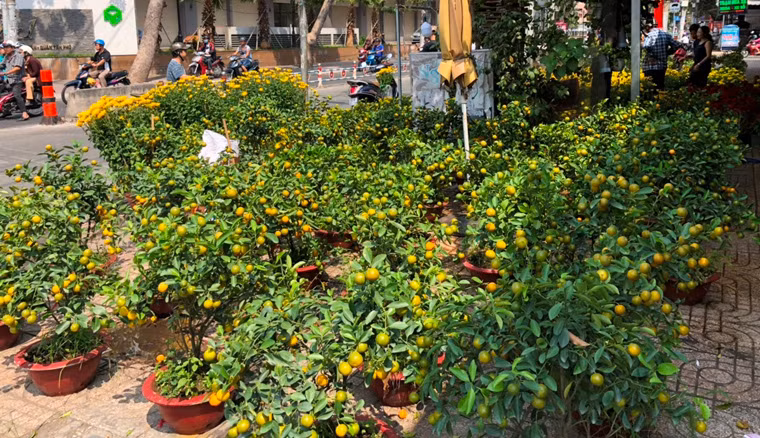 Hoa, kiểng dội hàng trưa 30 Tết ở TP HCM.