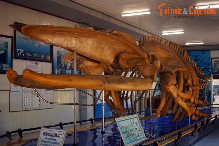 Bảo tàng Hải dương học Nha Trang là nơi đang lưu giữ một trong những bộ xương cá voi lớn nhất từng được phát hiện tại Việt Nam. Hiện vật được đặt trong giữa một căn phòng lớn của Bảo tàng để phục vụ nhu cầu tham quan, nghiên cứu của người dân.