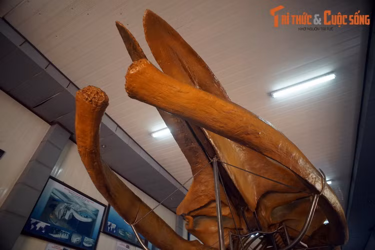 Chế độ ăn của cá voi lưng gù gồm có động vật thân mềm và cá, được chúng thu giữ trong miệng nhờ bộ răng có công dụng như tấm lọc. Trong mùa đông, chúng nhịn ăn và tiêu dần số mỡ dự trữ.