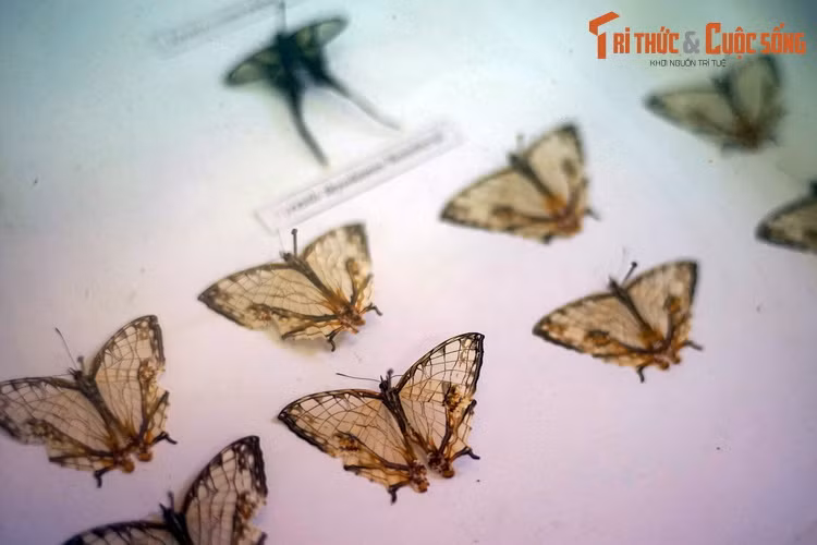 Bướm bản đồ (Cyrestis thyodamas) với đôi cánh cóa hoa văn trông như bản đồ của một thành phố với những con đường ngang dọc.